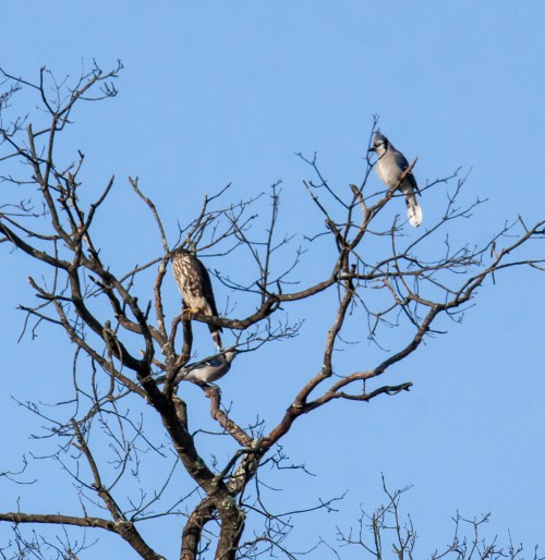 blue jays and merlin