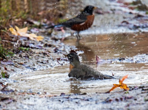 bathing robin