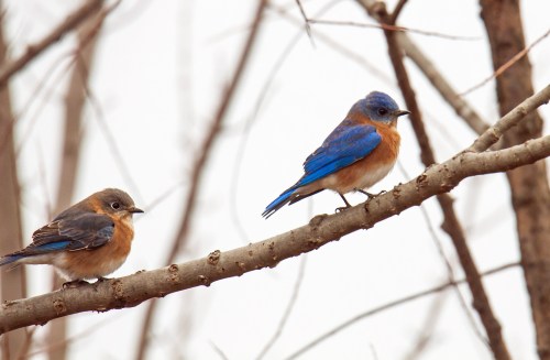 Eastern Bluebirds