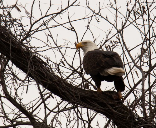 Bald Eagle