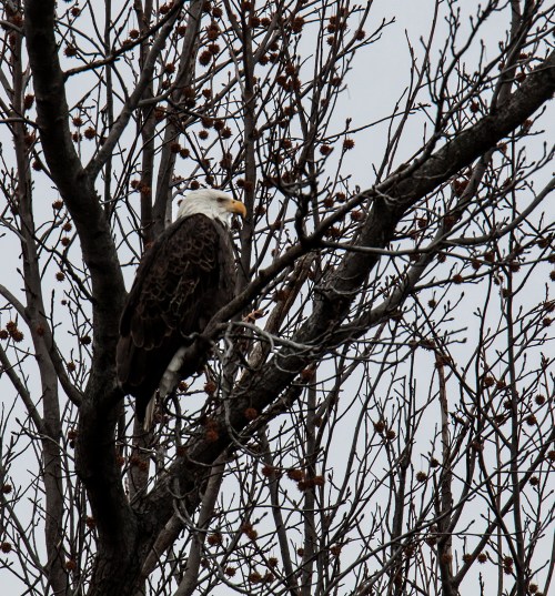 Bald Eagle