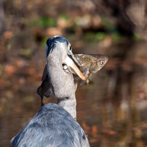 Great Blue Heron