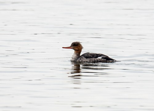 Red-breasted Merganser