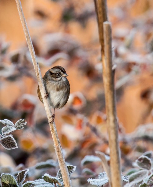 Swamp Sparrow