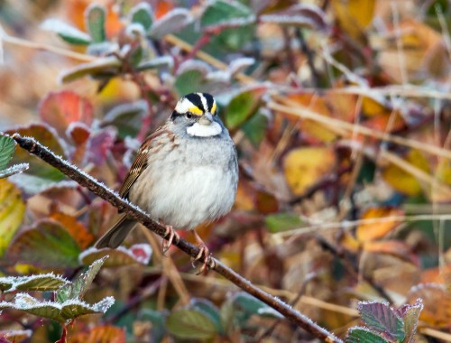 White-throated Sparrow