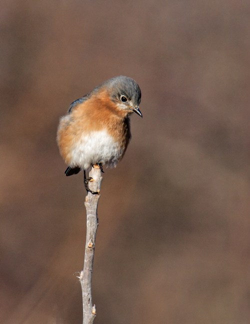 Eastern Bluebird