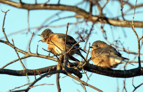 Eastern Bluebirds