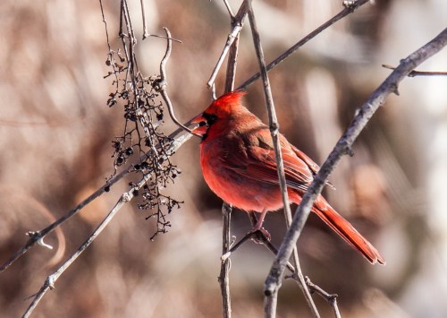 Northern Cardinal