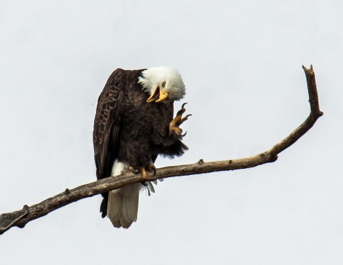 Bald Eagle