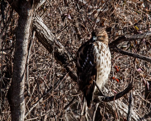 Red-shouldered Hawk