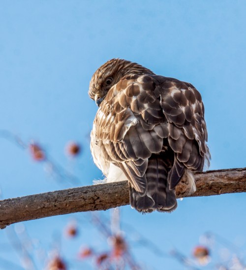 Red-shouldered Hawk