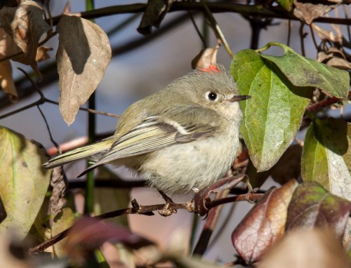 Ruby-crowned Kinglet