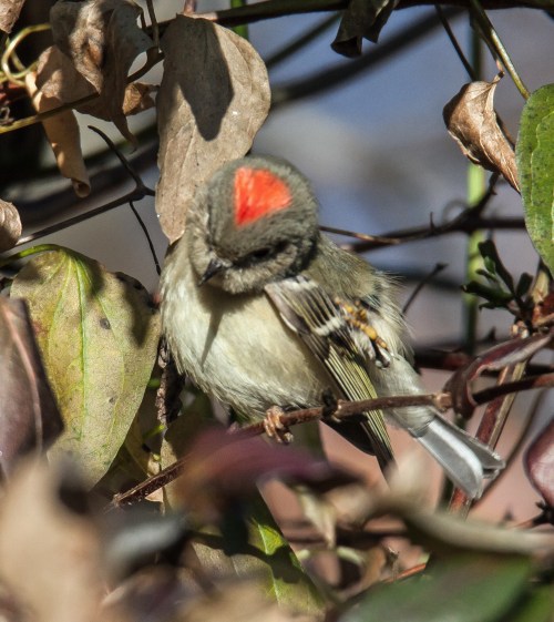 Ruby-crowned Kinglet