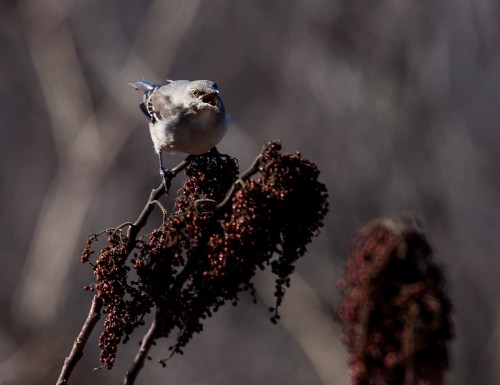 Northern Mockingbird