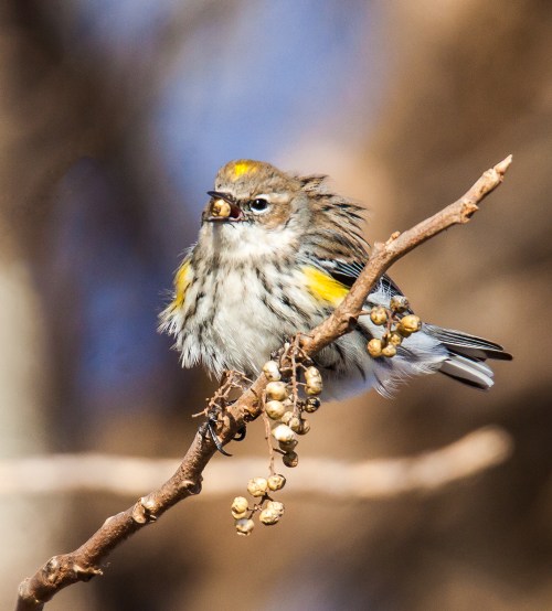 Yellow-rumped Warbler