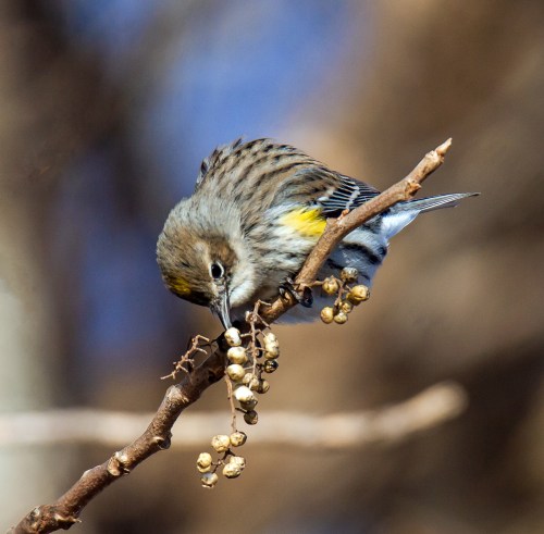 Yellow-rumped Warbler