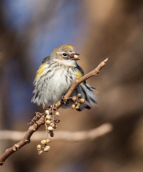 Yellow-rumped Warbler