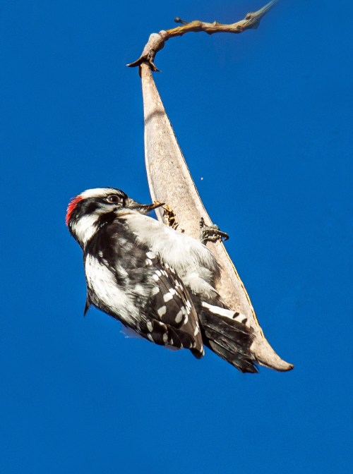 Downy Woodpecker