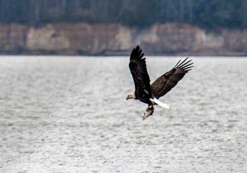 bald eagle