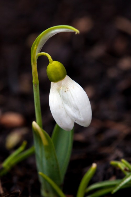 snowdrop