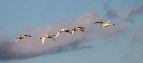 Tundra Swans