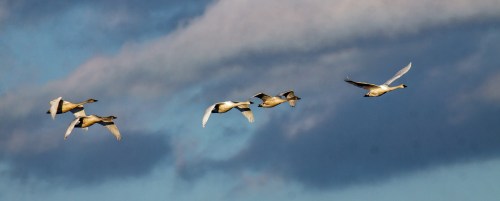 Tundra Swans