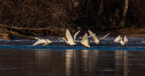Tundra Swans