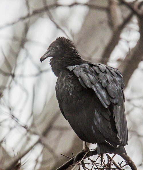 Black Vulture