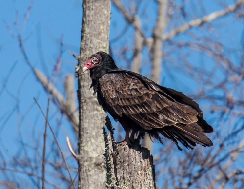 Turkey Vulture