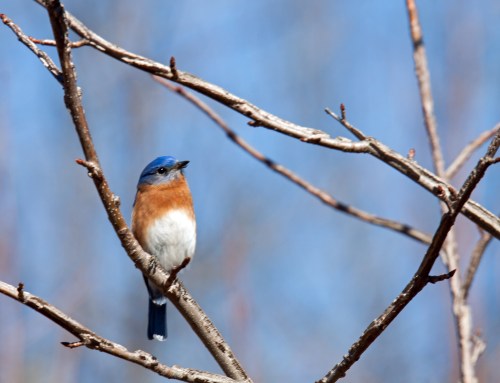Eastern Bluebird