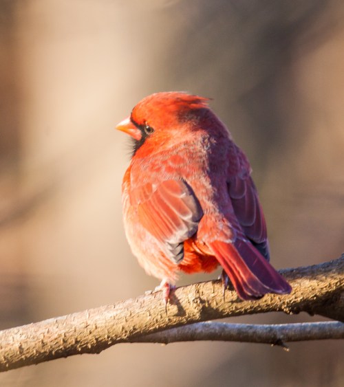 Northern Cardinal