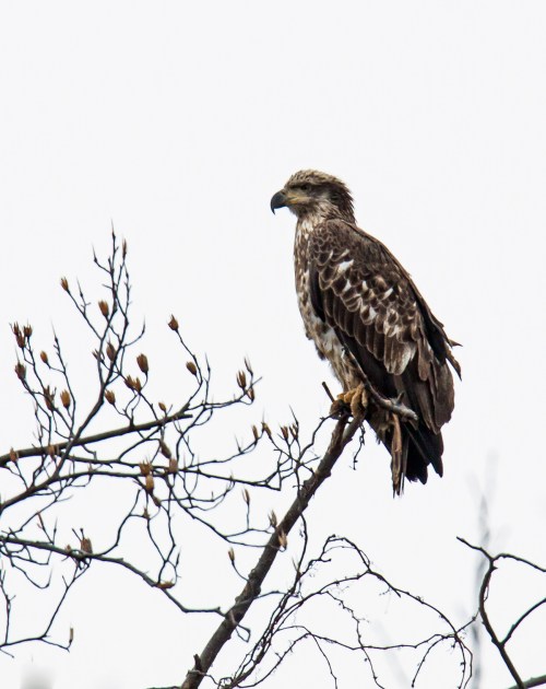 Bald Eagle