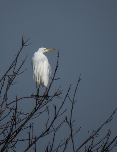Great Egret