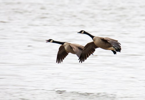 Canada Geese