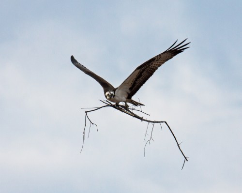 Osprey