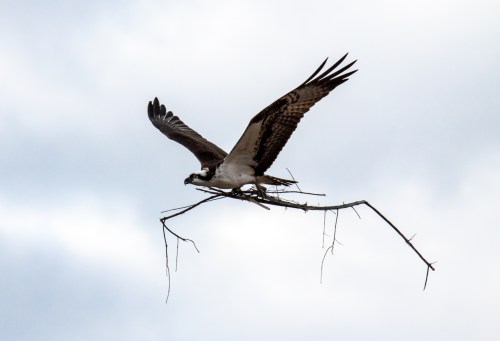 Osprey