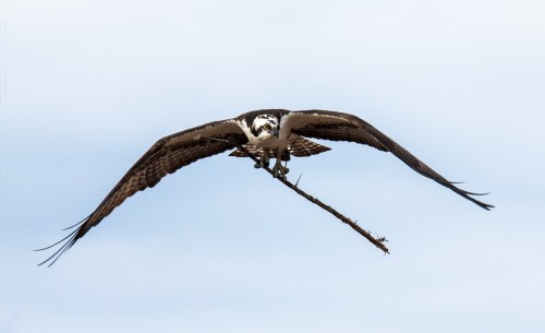 Osprey