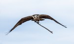 osprey3_19Mar18_blog