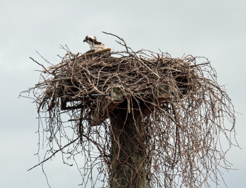 osprey