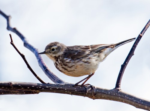 American Pipit