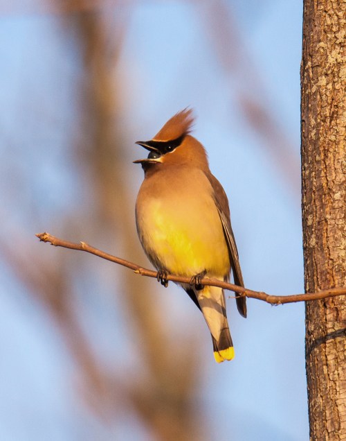 Cedar Waxwing