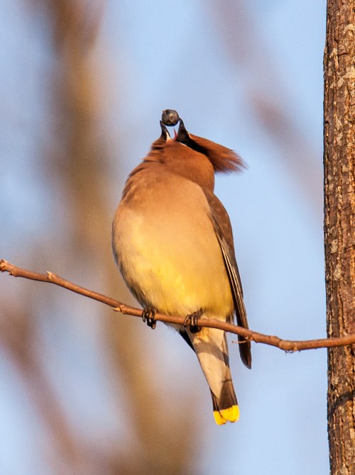 Cedar Waxwing