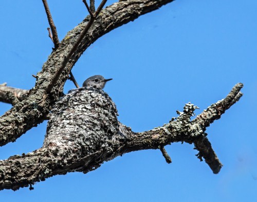 Blue-gray Gnatcatcher