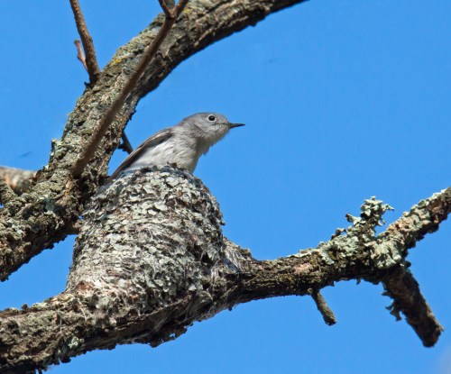 Blue-gray Gnatcatcher