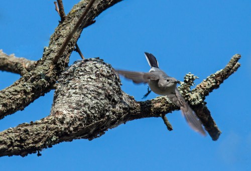 Blue-gray Gnatcatcher