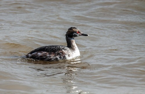 Horned Grebe