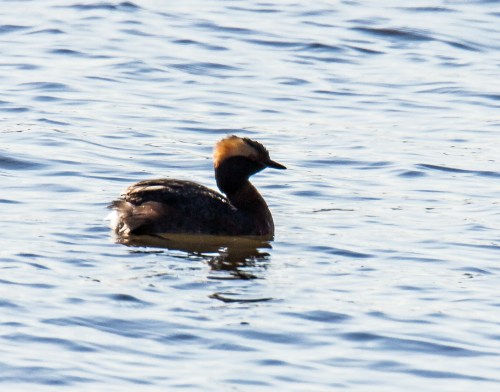 Horned Grebe