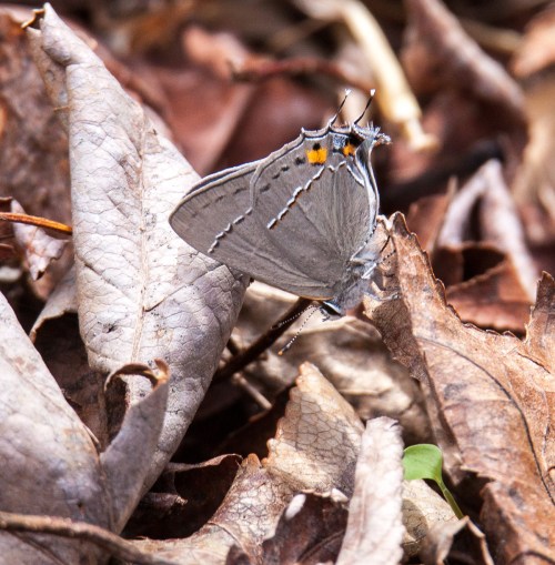 Gray Hairstreak