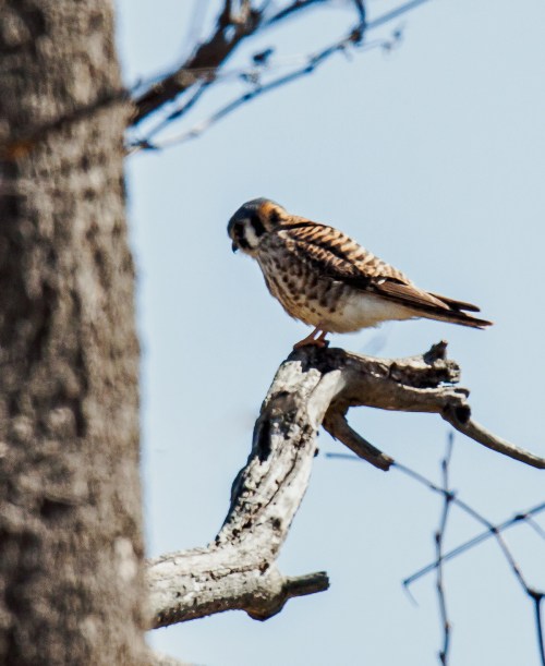 American Kestrel