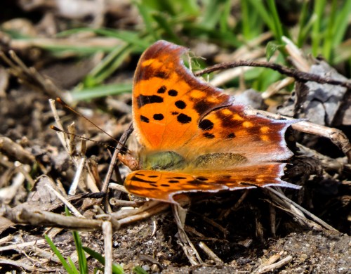 Question Mark butterfly